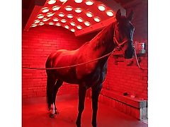 MD BM Pferdesolarium Alu-Solar mit 30 Lampen