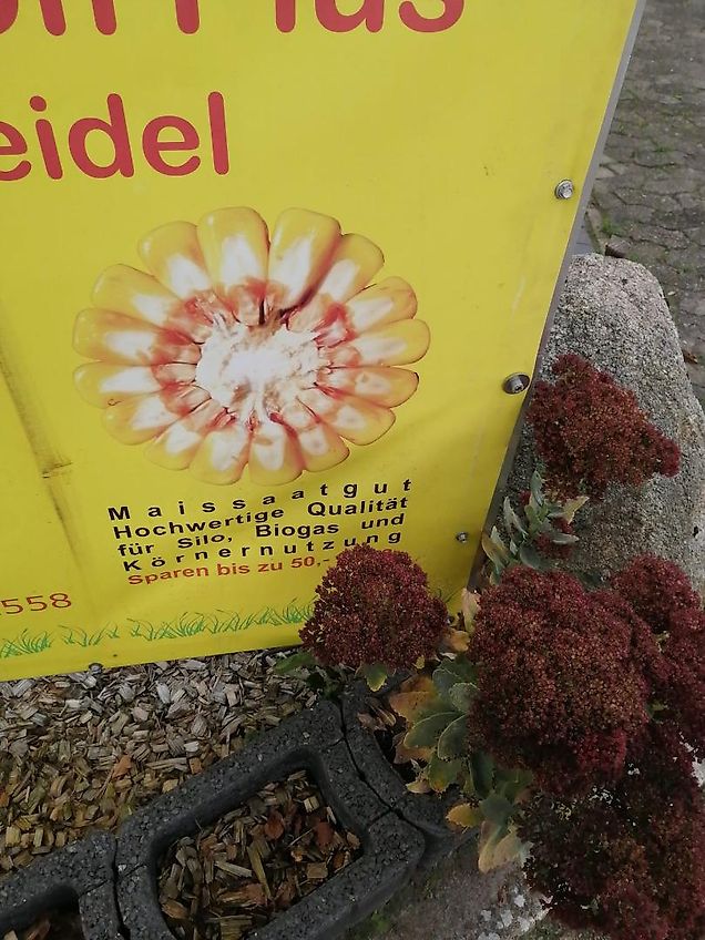 Rau 12 reihig Fronthacke hydraulischer Klapprahmen mit Gänsefußscharen & Hohlscheiben zur Kulturschonung